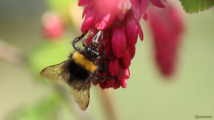 Hummel auf Blüte der Blut-Johannisbeere (Ribes sanguineum) am 30. März 2019 um 14:34 Uhr
