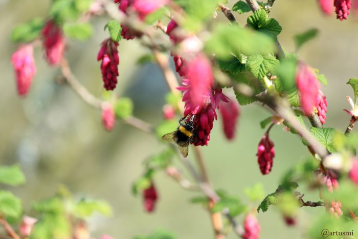 Hummel auf Blüte der Blut-Johannisbeere (Ribes sanguineum) am 30. März 2019 um 14:34 Uhr
