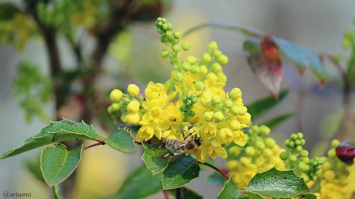 Westliche Honigbiene (Apis mellifera) auf Blüten der Gewöhnlichen Mahonie (Mahonia aquifolium) am 30. März 2019 um 14:43 Uhr