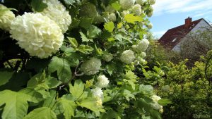Unser Garten am 15. Mai 2019- Gefüllter Schneeball / Echter Schneeball 'Roseum' (Viburnum opulus 'Roseum')