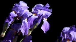 Schwertlilie (Iris germanica) am 2. Juni 2019 um 17:42 Uhr
