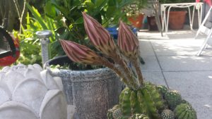 Echinopsis eyriesii - Blütenpracht am 21. Juli 2019 um 17:43 Uhr