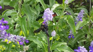 Blaue Holzbiene (Xylocopa violacea) am 12. September 2019 in Würzburg