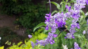 Blaue Holzbiene (Xylocopa violacea) am 12. September 2019 in Würzburg