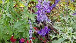 Blaue Holzbiene (Xylocopa violacea) am 12. September 2019 in Würzburg