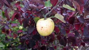 Herbstbild mit Apfel am 1. Oktober 2019 um 15:24 Uhr