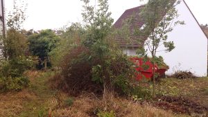 Rodung in der Nachbarschaft am 4. Oktober 2019