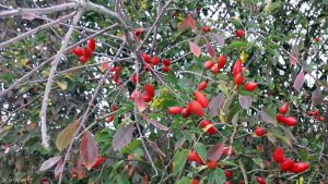 Hagebutten der Hunds-Rose (Rosa canina) am 7. Oktober 2019