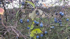 Früchte des Schlehdorns (Prunus spinosa) am 7. Oktober 2019