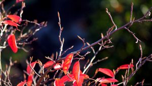 Herbstlaub der Kupfer-Felsenbirne (Amelanchier lamarckii) am 10. Oktober 2019 um 16:16 Uhr