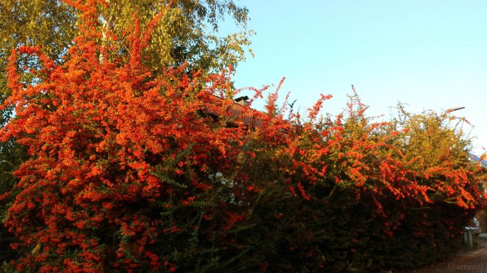 Blüten des Feuerdorns (Pyracantha) am 10. Oktober 2019 um 18:24 Uhr im Licht der untergehenden Sonne