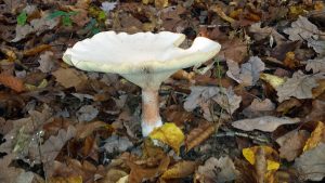 Alleinstehender Pilz auf Waldboden