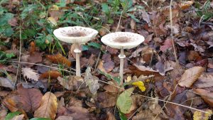 Zwei Pilze auf Waldboden