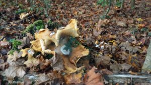 Pilze auf Waldboden