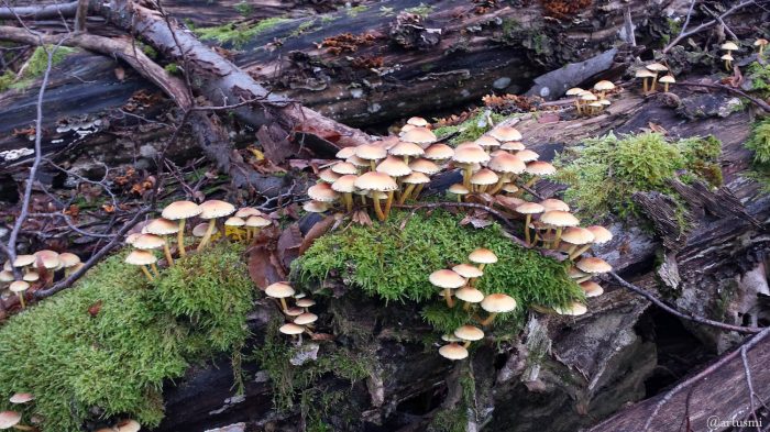 Pilze auf morschem Baumstamm im Wald