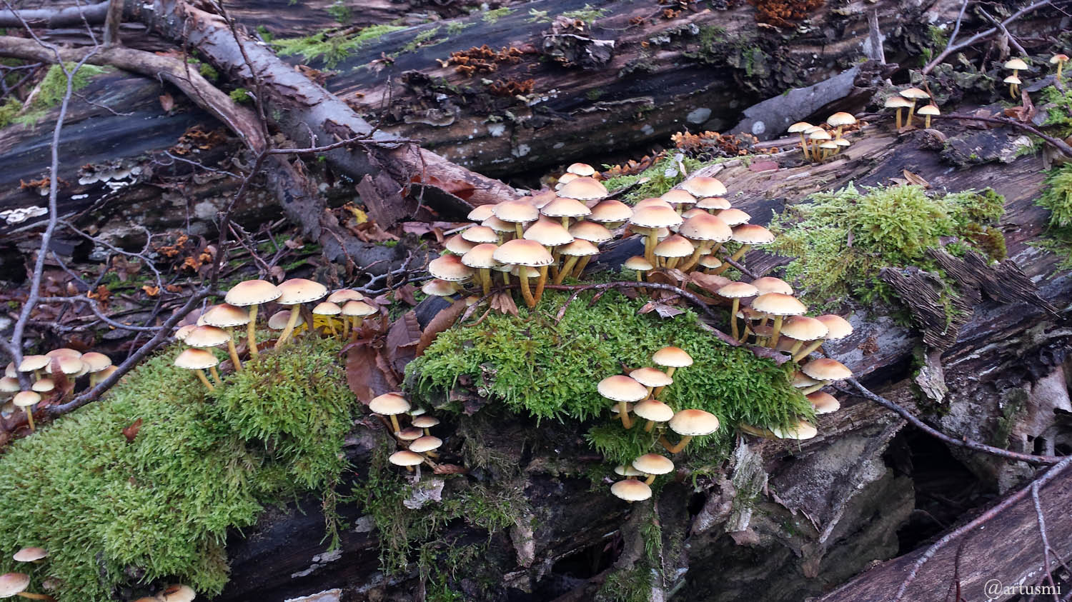 Pilze auf morschem Baumstamm im Wald
