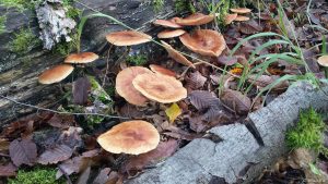 Pilze an morschem Baumstamm im Wald