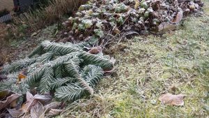 Reif auf Pflanzen am 5. Dezember 2019 um 15:21 Uhr
