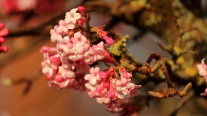 Blüten unseres Winterschneeballs (Viburnum bodnantense) am 16. Februar 2020