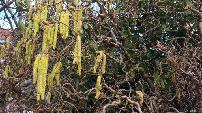 Blüten der Korkenzieherhasel (Corylus avellana) am 3. März 2020 um 15:25 Uhr