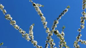 Kirschblüten vor blauem Himmel am 11. April 2020