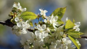 Kirschblüten am 11. April 2020