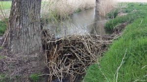 Biberbau am Rappertsmühlbach am 14. April 2020