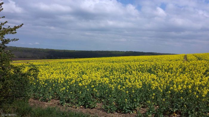 Wetterbild mit Rapsfeld am 19. April 2020