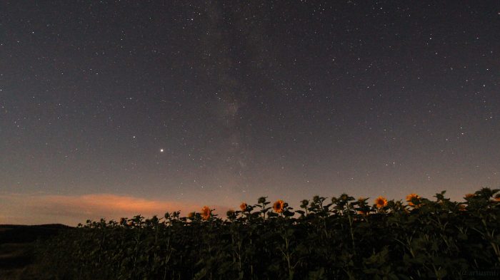 Milchstraße mit den Planeten Jupiter und Saturn über einem Sonnenblumenfeld in Eisingen am 12. Juli 2020 um 02:23 Uhr
