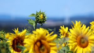 Sonnenblumenfeld bei Eisingen am 13. Juli 2020