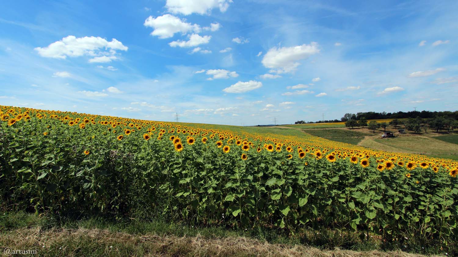 Sonnenblumenfeld bei Eisingen am 13. Juli 2020
