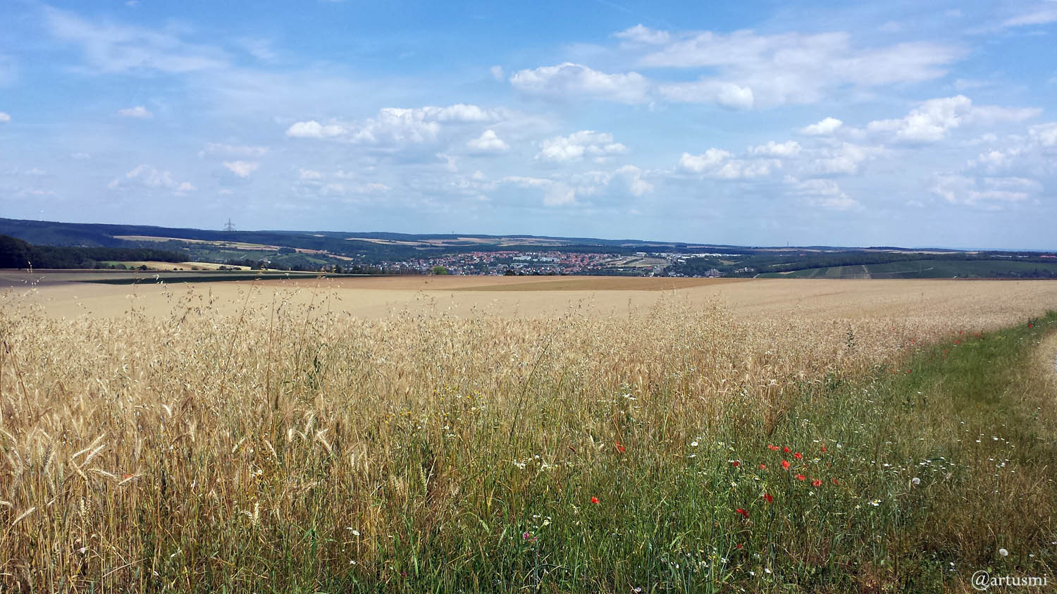 Blick über Getreidefeld auf Veitshöchheim