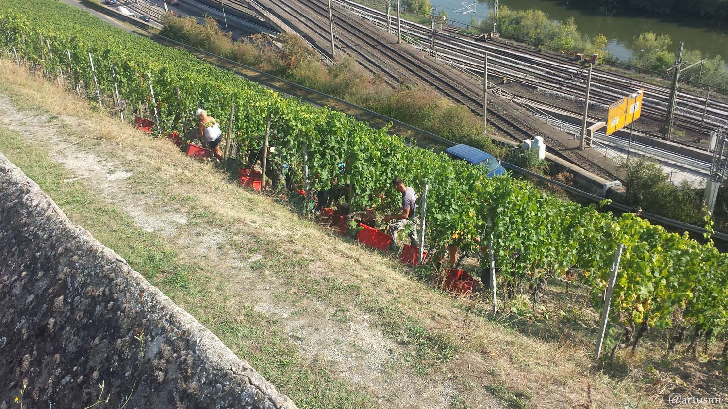 Saisonarbeiter während der Weinlese am 21. September 2020 unterhalb des Unteren Steinbergwegs in Würzburg