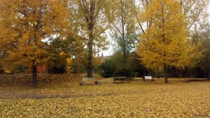 Herbstbild aus Randersacker am Main am 24. Oktober 2020