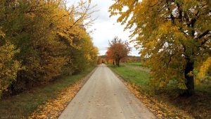 Herbstlaub am Flurweg zwischen Waldbüttelbrunn und Eisingen am 27. Oktober 2020