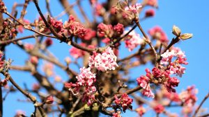 Blüten des Winterschneeballs (Viburnum bodnantense) am 4. Februar 2021