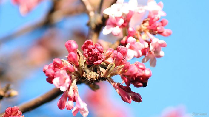 Blüten des Winterschneeballs (Viburnum bodnantense) am 4. Februar 2021