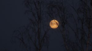 Zunehmender Mond am 26. Februar 2021 hinter Birken