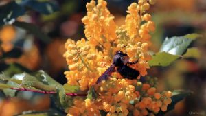 Blaue Holzbiene (Xylocopa violacea) am 11. April 2021 auf den Blüten der Gewöhnlichen Mahonie bzw. Stechdornblättrigen Mahonie (Mahonia aquifolium)