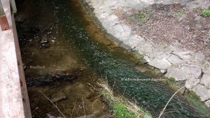 Zusammenfluss von Haselbach und Waldbüttelbrunner Augraben