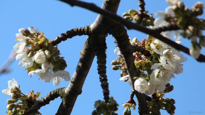 Blüten der Schwarzen Knorpelkirsche am 20. April 2021