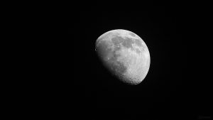 Goldener Henkel am 22. April 2021 am zunehmenden Mond