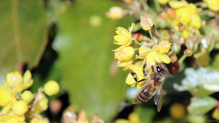 Westliche Honigbiene (Apis mellifera) am 24. April 2021 auf den Blüten der Gewöhnlichen Mahonie bzw. Stechdornblättrigen Mahonie (Mahonia aquifolium)