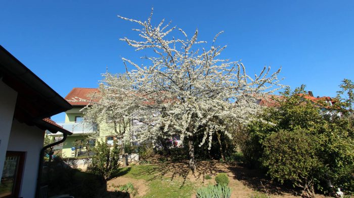 Kirschblüte am 27. April 2021