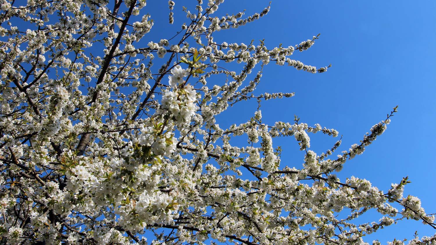 Kirschblüte am 27. April 2021
