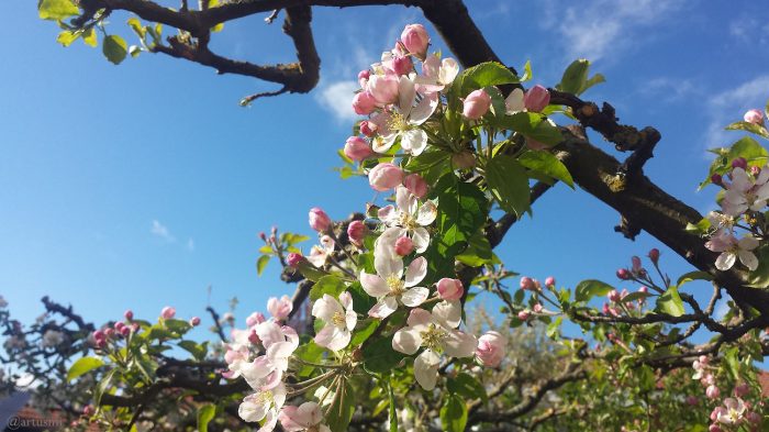 Apfelblüten in unserem Garten am 5. Mai 2021