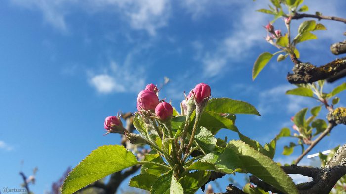 Geschlossene Apfelblüten in unserem Garten am 5. Mai 2021