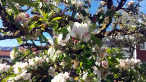 Apfelblüten in unserem Garten am 5. Mai 2021