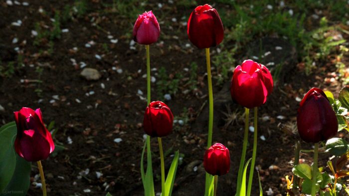 Tulpen in unserem Garten