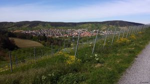 Blick vom Weg zum terroir f Thüngersheim - Wein & Wissenschaft nach Erlabrunn